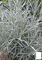 Мини-карри (Helichrysum italicum Aladin)