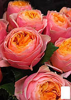 Роза английская "Вувузела" (саженец класса АА+) высший сорт