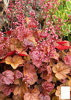 Гейхера (Heuchera) "Apricot"