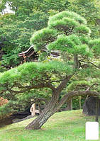 Сосна красная китайская "Pinus Tabuliformis" (легко формирующийся Бонсай)