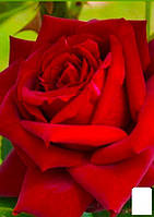 Роза чайно-гибридная "Ред Берлин"