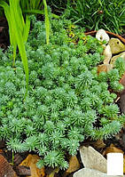 Очиток отогнутый "Blue Spruce" (Sedum reflexum)