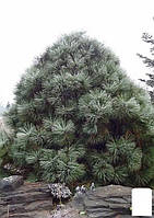Сосна Джеффрі "Pinus Jeffreyi" ( горщик P9)