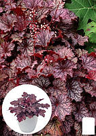 Гейхера (Heuchera) "Frost"