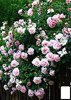 Ексклюзив! Трояндиста сріблясто-рожева напівмахрова "Перлина стилю" (Pearl of style) (сажінець класу