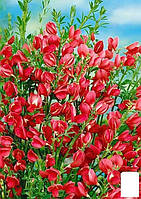 Ракитник Cytisus Coronary "Boskoop Ruby"