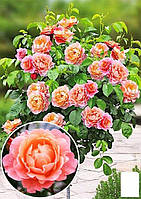 Роза штамбовая "Marie Curie" (саженец класса АА+) высший сорт