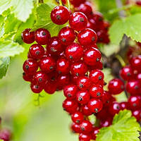 Саджанці смородини червоної Джуніфер - рання, крупноплідна, десертна