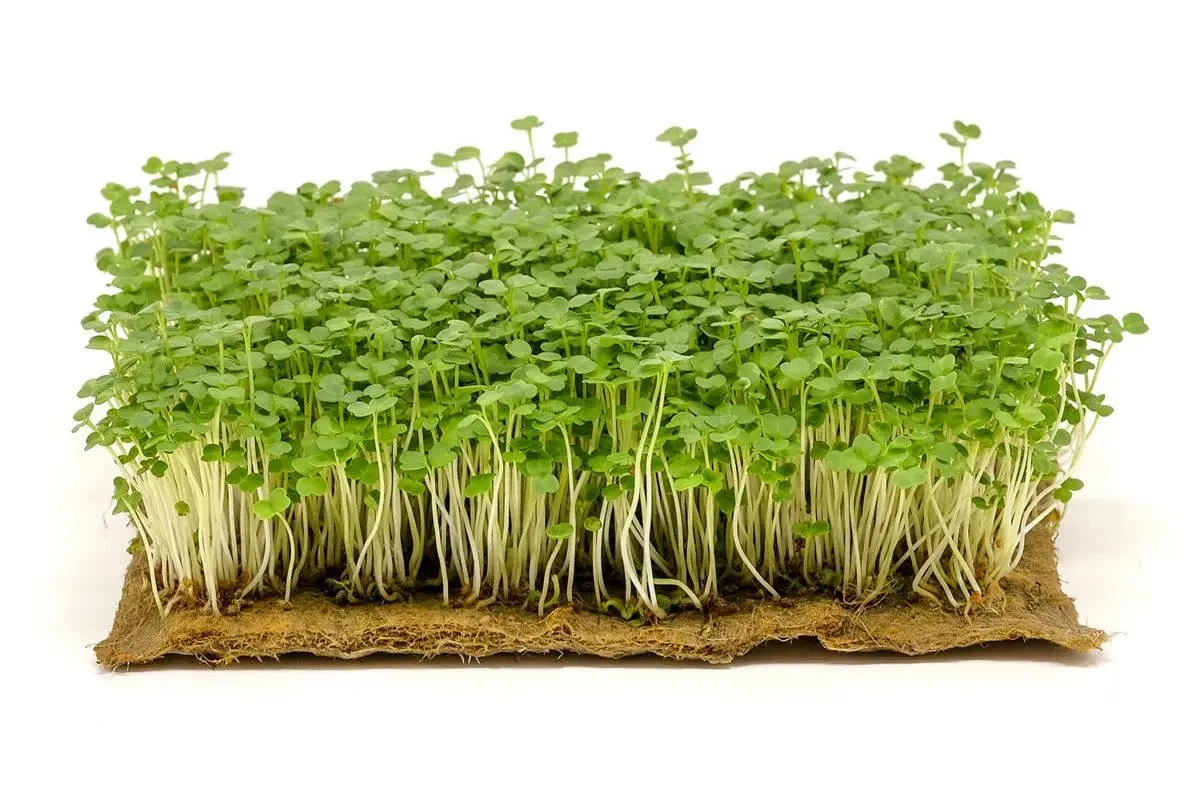 Вишневий крем набір для вирощування мікрозелені, LEDAAGRO