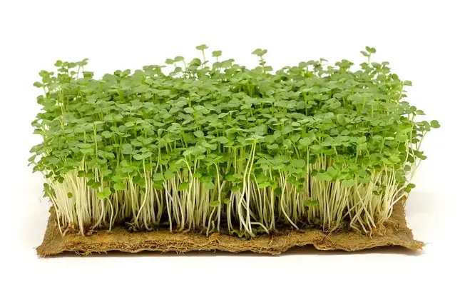 Вишневий крем набір для вирощування мікрозелені, LEDAAGRO, фото 1