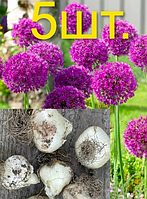 Аллиум MIX фиолетовый декоративный лук луковицы (упак 5шт) Allium Gladiator