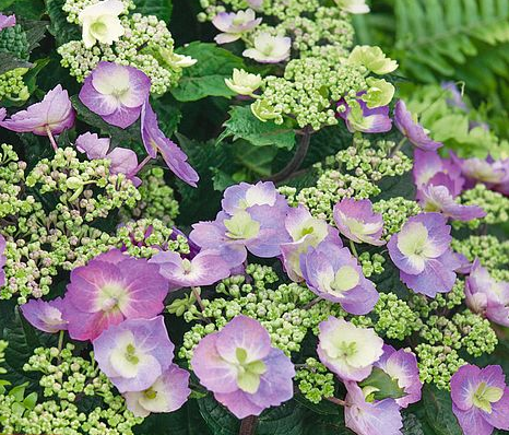 Гортензія крупнолистова. Blueberry Cheesecake c2, фото 1
