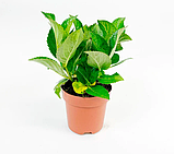 Гортензія крупнолистова Doppio Bianco® c2, фото 3