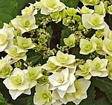 Гортензія крупнолистова Doppio Bianco® c2, фото 5