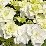 Гортензія крупнолистова Doppio Bianco® c2, фото 4