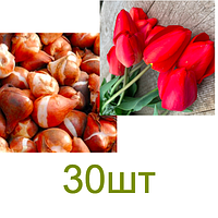 Луковицы тюльпанов "Красный МИКС" упаковка 30шт ранние красные тюльпаны мелкая луковица