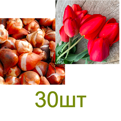 Цибулини тюльпанів "Червоний МІКС" упаковка 30шт рані червоні тюльпани мілка цибулина