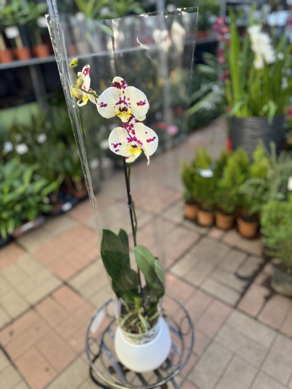 Орхидеи Фаленопсис (различные цвета и размеры) - фото 9 - id-p2066410589