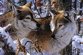 Картина на полотні "Вовки" (J102)