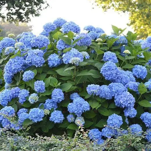 Гортензія крупнолистова Endless Summer (Blauw) c7л 5 рок, фото 1