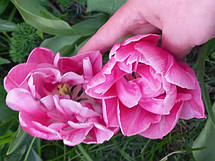 Тюльпан махровий пізній Aveyron 3 цибулинки, фото 4