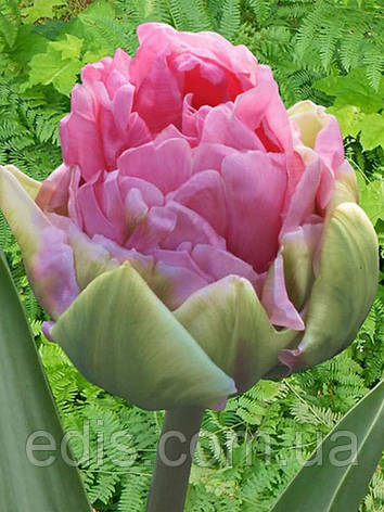 Тюльпан махровий пізній Aveyron 3 цибулинки, фото 1