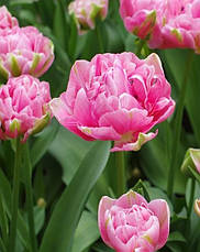 Тюльпан махровий пізній Aveyron 3 цибулинки, фото 5