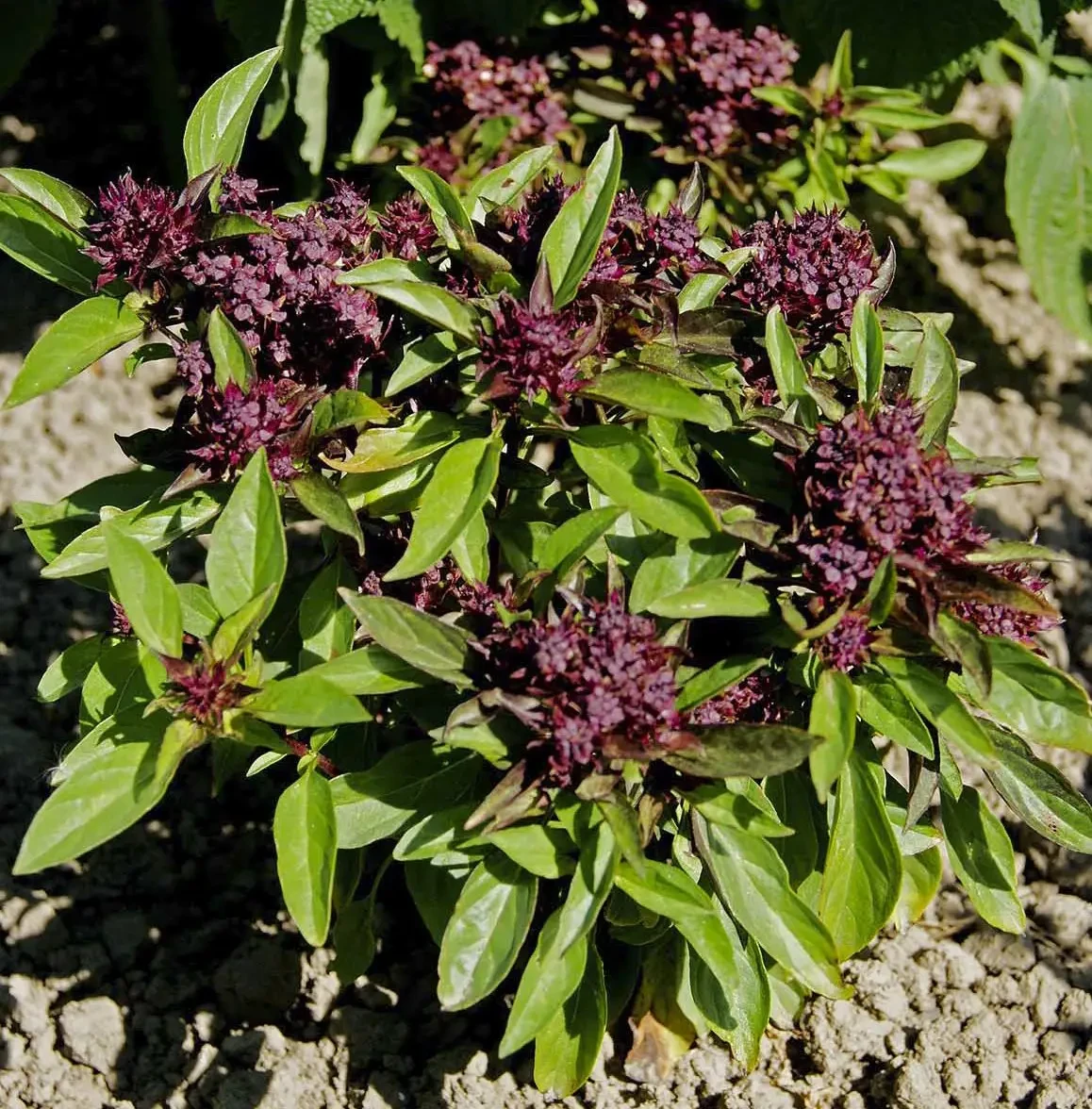 Насіння пряні Базилік Гвоздичний 0,25г