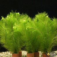 Аквариумные растения Перистолистник Пиннатум (Myriophyllum pinnatum)