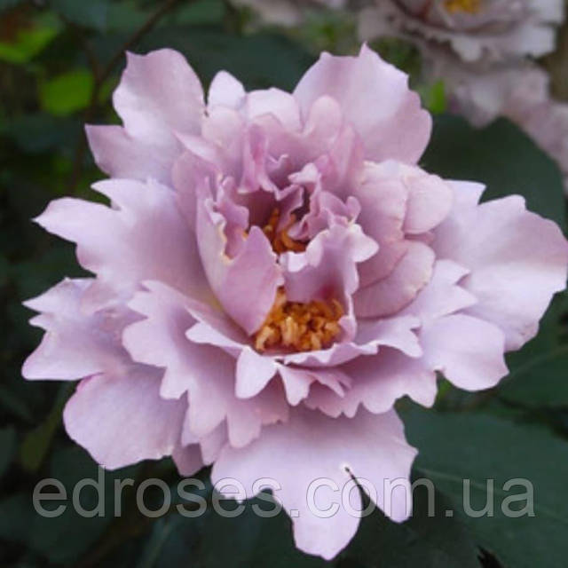 Смотреть қазақша порно видео Бразилиялық секс порно