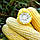 Кукурудза цукрова Брусниця, фото 2