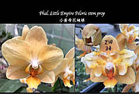 Орхідея Phal. Little Empire Peloric stem prop, Підліток 1.7, мутація не стабільна