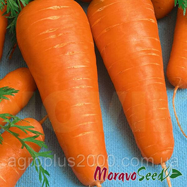 Семена Морковь Катрин 2 грамма Moravoseed - фото 1 - id-p240866944