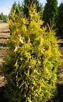 Туя західна 'Ауресценс (Thuja occidentalis 'Aurescens' ) 6-річна (h-120-130cм)