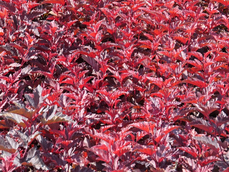 Пухироплідник калинолистий Schuch 2 річний, physocarpus opulifolius Schuch