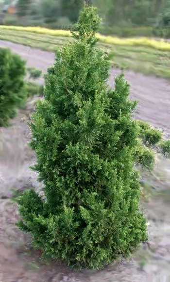 Эротикалық аңқау қыздар