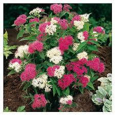 Спірея японська Genpei / Shirobana 3 річна, Спирея японская Широбана, Spiraea japonica Genpei / Shirobana, фото 3
