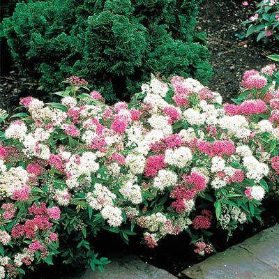Спірея японська Genpei / Shirobana 3 річна, Спирея японская Широбана, Spiraea japonica Genpei / Shirobana, фото 1