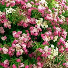 Спірея японська Genpei / Shirobana 3 річна, Спирея японская Широбана, Spiraea japonica Genpei / Shirobana, фото 6