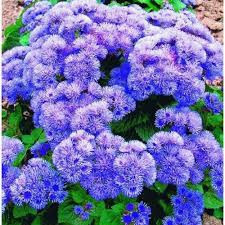 Агератум Блакитне хутро 0.25 г Професійне насіння, фото 1
