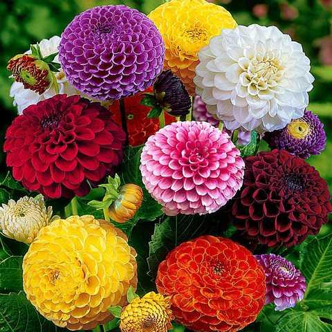 Жоржина махрова Помпон суміш 0.2 г Професійне насіння, фото 1