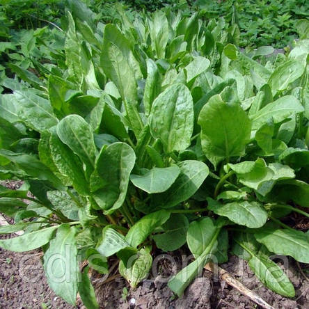 Щавель Широколистий 1 г, насіння Яскрава, фото 2