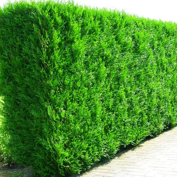 Туя складчаста Gelderland 3 річна для живоплоту, Туя складчатая Гельдерлэнд, Thuja plicata Gelderland