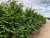Туя складчаста Gelderland 3 річна для живоплоту, Туя складчатая Гельдерлэнд, Thuja plicata Gelderland, фото 8