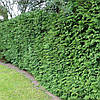 Туя складчаста Gelderland 3 річна для живоплоту, Туя складчатая Гельдерлэнд, Thuja plicata Gelderland, фото 9