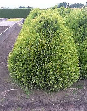 Туя складчаста Little Boy 2 річна, Туя складчатая Литл Бой, Thuja plicata Little Boy, фото 1