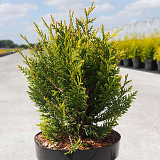 Туя складчаста Little Boy 2 річна, Туя складчатая Литл Бой, Thuja plicata Little Boy, фото 4