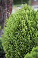 Туя складчаста Little Boy 2 річна, Туя складчатая Литл Бой, Thuja plicata Little Boy, фото 5