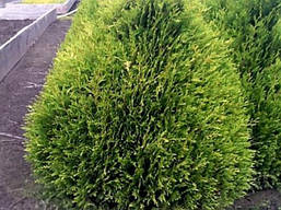 Туя складчаста Little Boy 2 річна, Туя складчатая Литл Бой, Thuja plicata Little Boy, фото 6
