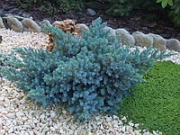 Ялівець лускатий 'Блу Стар' Juniperus squamata 'Blue Star' 3-річний